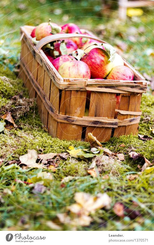Apples II Environment Nature Earth Summer Autumn Climate Beautiful weather Garden Park Meadow Esthetic Authentic Green Red Happy Idea Uniqueness Inspiration