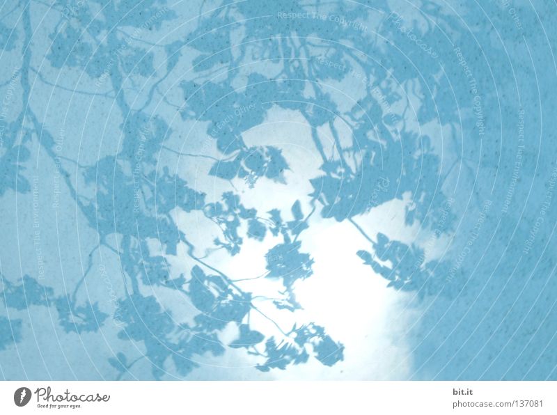 SKY OVER JAPAN Sky Tree Leaf Cloth Bright Kitsch Blue Azure blue Turquoise Background picture Drape Branch Shadow play Water Cloth pattern Colour photo Detail