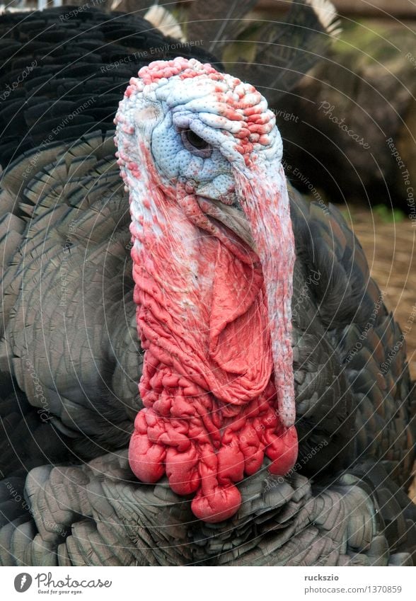 Bronze turkeys, turkeys, poultry, turkey, Pet Farm animal Bird Threat Dangerous bronze turkeys Hen house poultry Turkey turkey breed Chicken Bird Ornithology