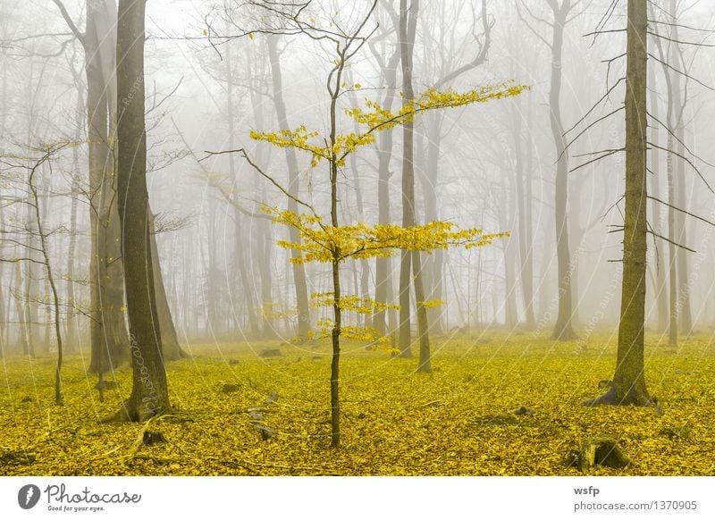 Fantasy forest with fog and yellow foliage Spring Autumn Fog Tree Leaf Forest Dream Yellow Surrealism magic fantasy Enchanted forest Enchanted wood Mystic