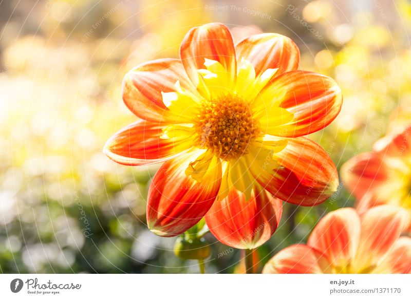 ray of hope Mother's Day Nature Plant Sunlight Spring Summer Beautiful weather Flower Blossom Dahlia Garden Blossoming Growth Bright Round Yellow Orange