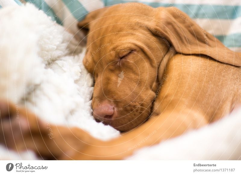 Sleeping dogs should not be awakened Animal Pet Dog Animal face Pelt 1 Baby animal Relaxation To enjoy Dream Small Soft Brown Fatigue Exhaustion Magyar Vizsla
