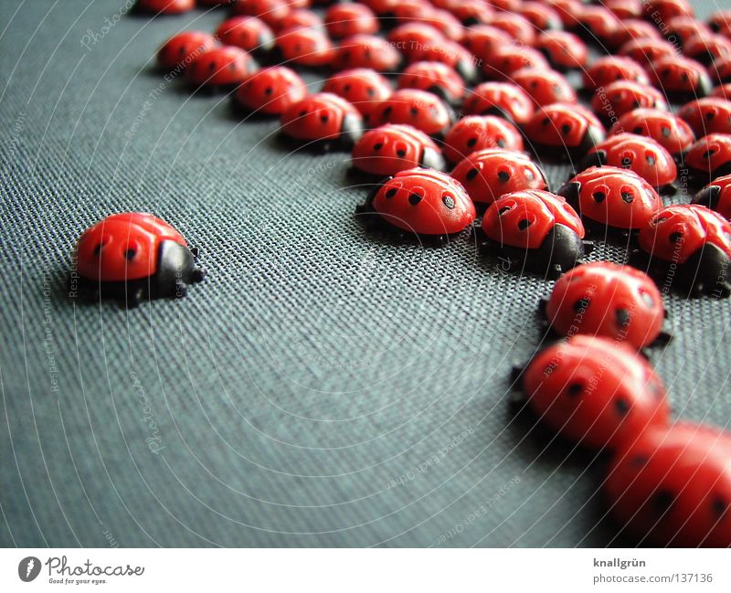 They're coming! Ladybird Insect Red Black Gray Animal Heap Accumulation Assembly Good luck charm Macro (Extreme close-up) Close-up Obscure Beetle Point Multiple