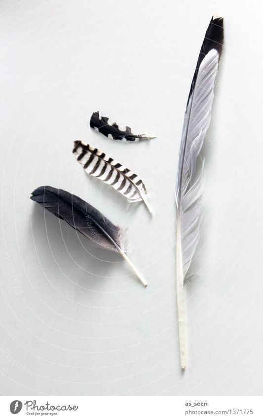 feathers Wellness Harmonious Meditation Tourism Beach Ocean Environment Nature Animal Bird Seagull Collection Flying Lie Bright Maritime Soft Brown Gray Black