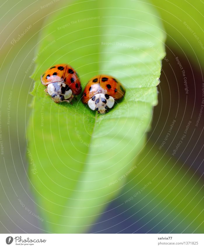 couple Nature Plant Animal Leaf Foliage plant Beetle Ladybird 2 Pair of animals Sit Happy Cute Above Positive Green Orange Relationship Colour Safety Team