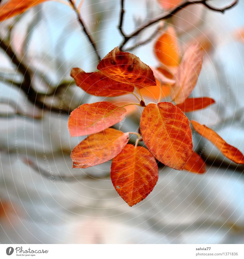 Last sheets Nature Plant Sky Autumn Bushes Leaf Rachis Autumnal Autumnal colours Park Illuminate Brown Yellow Red Moody Esthetic Senses Transience Change