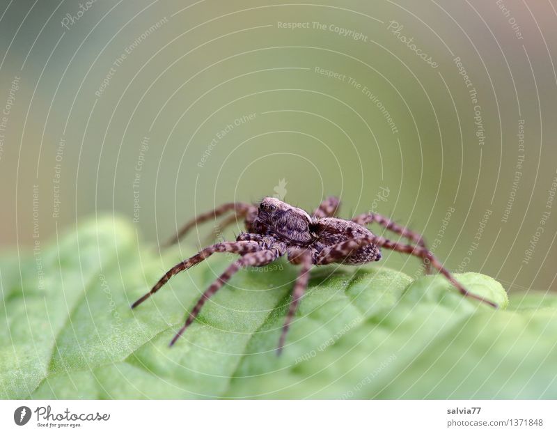 wolf spider Nature Animal Earth Plant Leaf Foliage plant Spider Wolf spider lycosoid membrane 1 Sit Wait Disgust Exotic Astute Brown Green Watchfulness Patient