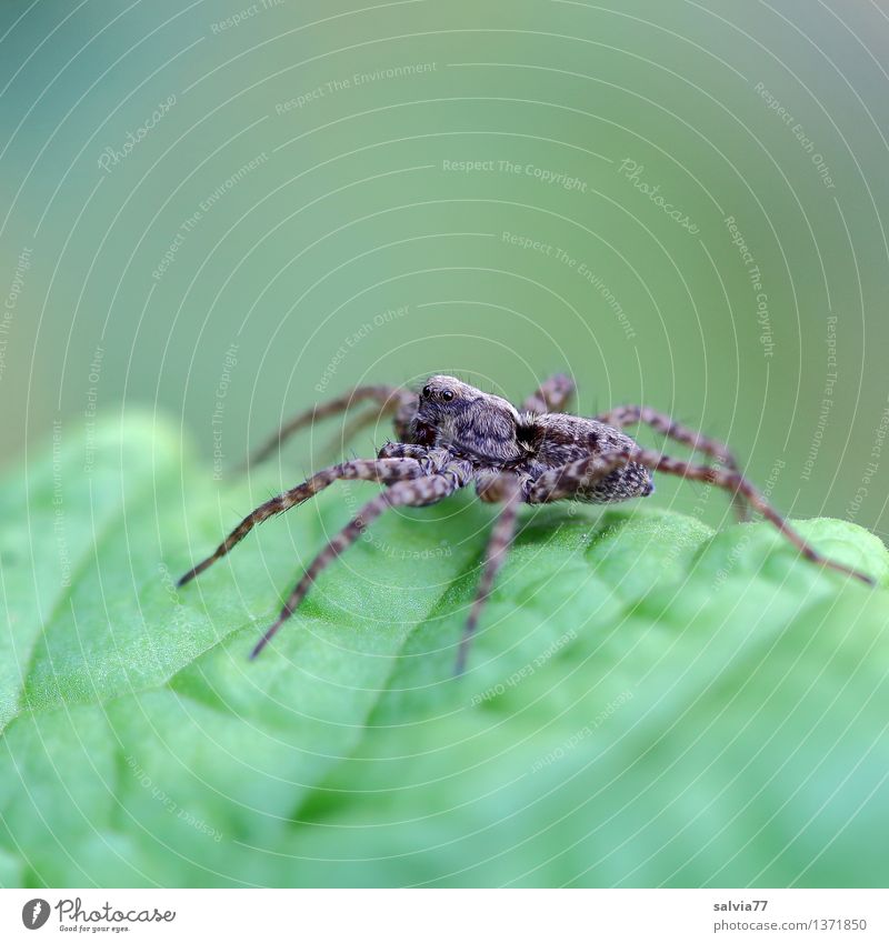 Everything at a glance Nature Plant Animal Earth Leaf Foliage plant Spider Wolf spider 1 Observe Touch Hunting Sit Wait Disgust Exotic Astute Brown Green