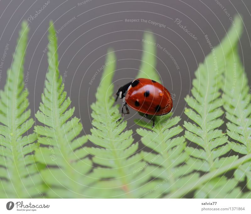 light-footed Plant Animal Summer Fern Leaf Foliage plant Beetle Ladybird Seven-spot ladybird 1 Crawl Glittering Small Positive Gray Green Red Happy Movement