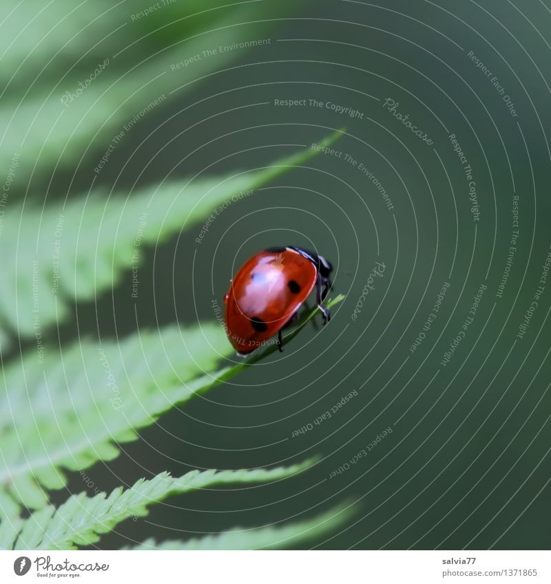 center Environment Nature Plant Animal Summer Fern Leaf Foliage plant Beetle Ladybird Seven-spot ladybird Insect 1 Crawl Fresh Glittering Happy Small Cute Above