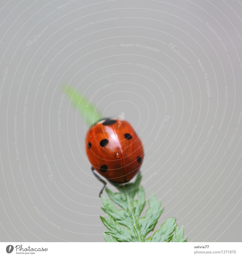 summiteers Nature Plant Animal Fern Leaf Beetle Ladybird Seven-spot ladybird Insect 1 Crawl Esthetic Exotic Above Positive Gray Green Red Happy Hope Belief