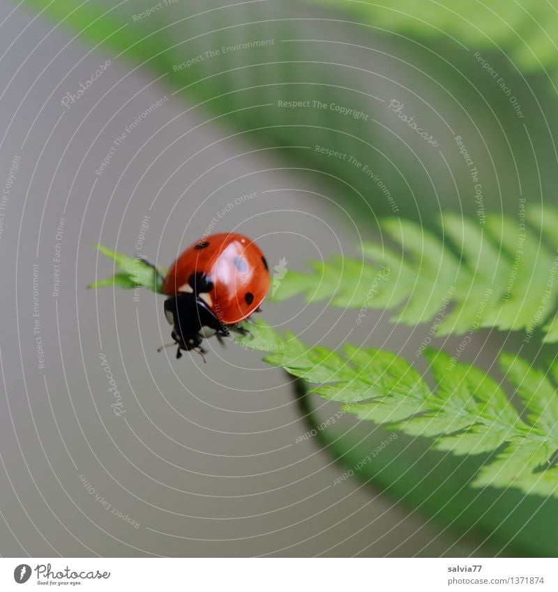 Tips united Nature Plant Animal Summer Fern Leaf Beetle Ladybird Seven-spot ladybird Insect 1 Crawl Esthetic Small Above Positive Gray Green Red Happy Movement