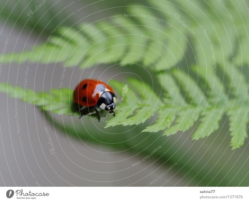 sheet by sheet Nature Plant Animal Summer Fern Leaf Foliage plant Beetle Ladybird Seven-spot ladybird Insect 1 Crawl Small Above Gray Green Red Ease