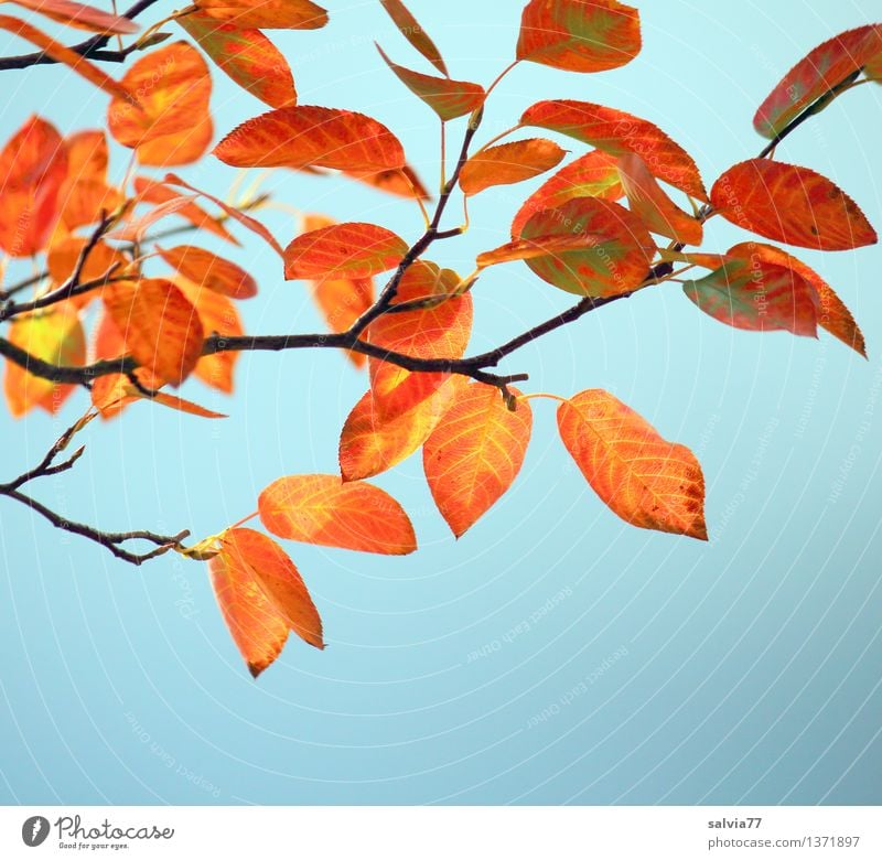 autumn colours Nature Plant Sky Autumn Beautiful weather Tree Bushes Leaf Twigs and branches Rachis Park Illuminate Esthetic Thin Small Dry Warmth Blue Brown