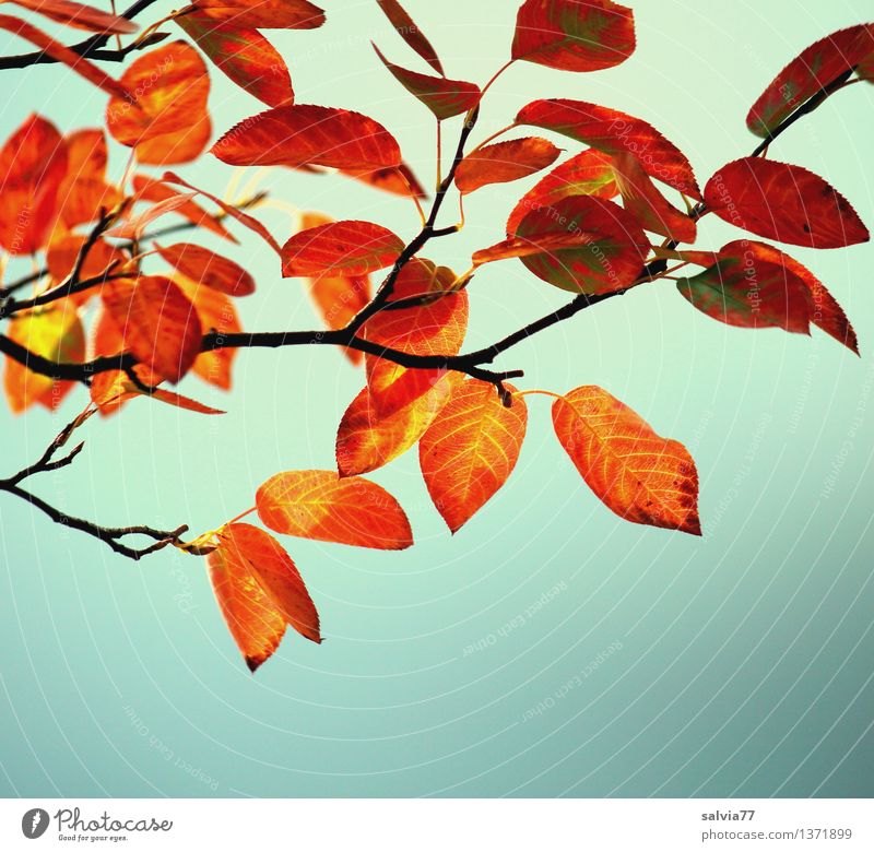 autumn colouring Nature Plant Sky Autumn Beautiful weather Tree Bushes Leaf Twig Rachis Park Forest Illuminate To dry up Bright Above Dry Warmth Brown