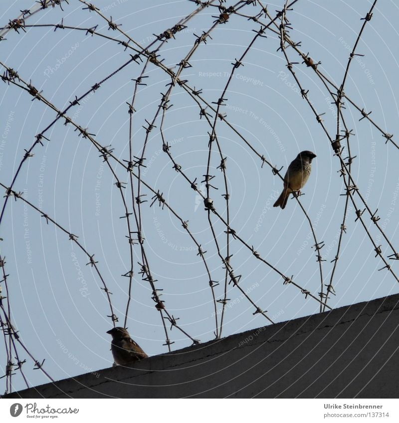 Barbed wire on wall with two sparrows Freedom Aviation Animal Air Sky Airport jail birds 2 Peace Fence Border Barrier Exclude Hiding place Commuter Wire porous