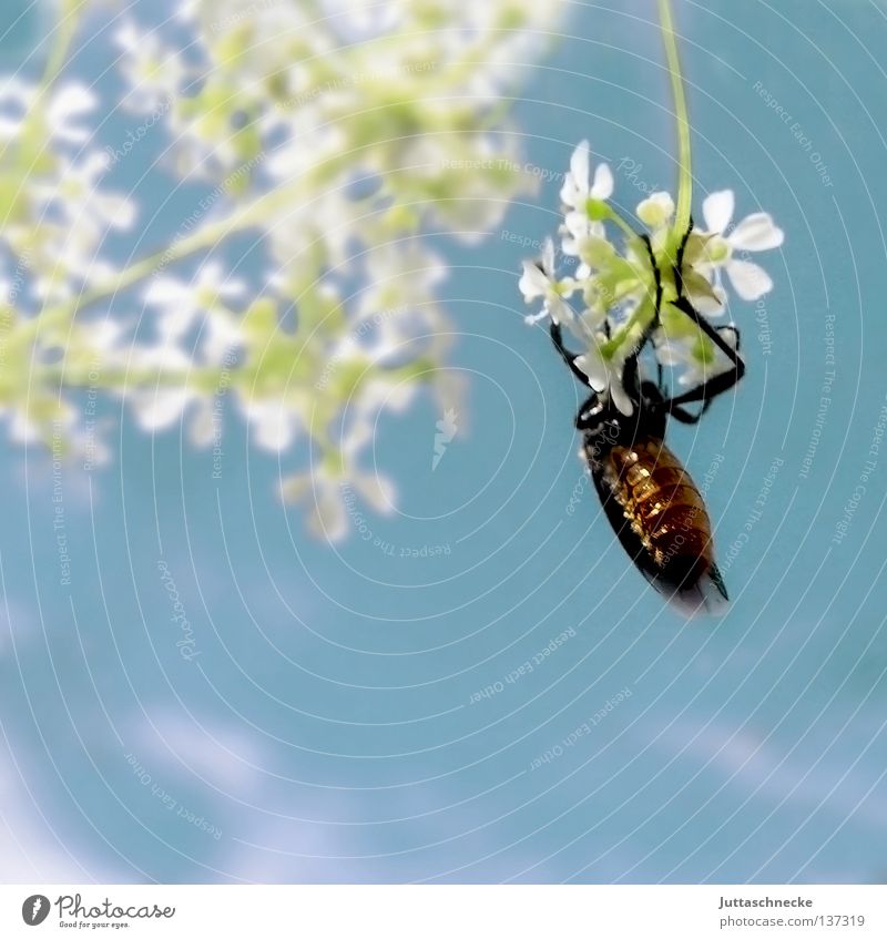hang out Insect Flower To hold on Hang White Delicate Crawl Summer Field Small Dangle Bow Relaxation Go crazy Break Calm Pull-up Concentrate Beetle clasp Sky