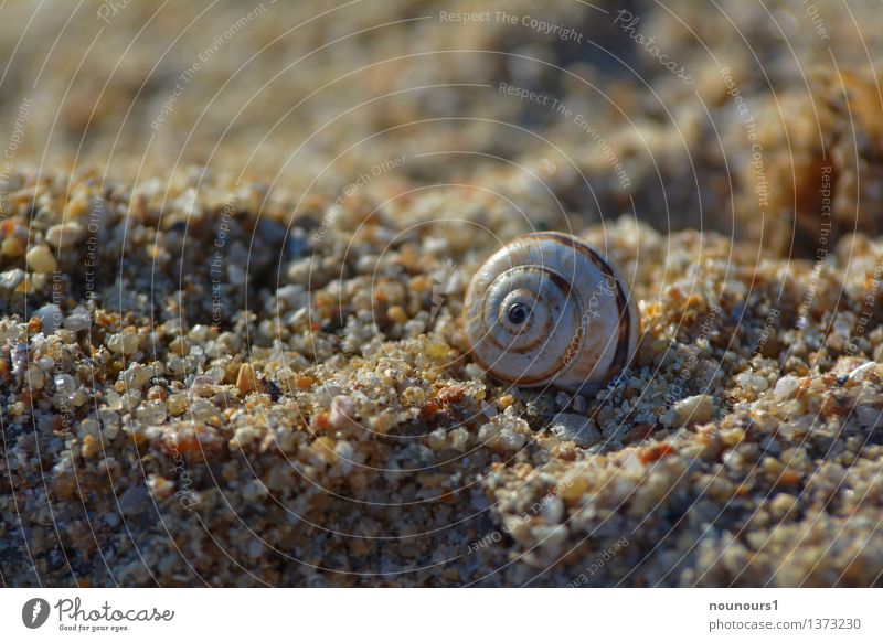 Snail shell in the sand Animal Sand Beach Ocean Wild animal 1 Glittering Small Slimy Colour photo Multicoloured Exterior shot Close-up Deserted Day Light Shadow