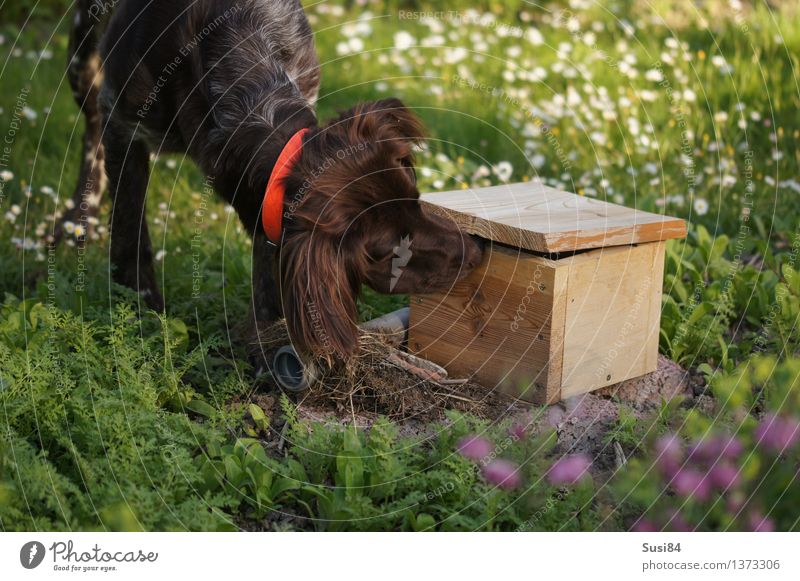 Curiosity in Spring 1 Flower Grass Garden Pet Dog Hound Animal Discover Green White Anticipation Odor Hunting Colour photo Exterior shot Deserted