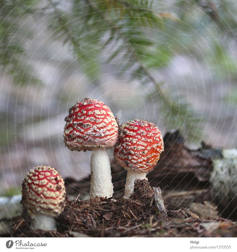 toxic trio Environment Nature Plant Autumn Mushroom Amanita mushroom Twig Fir branch Forest Woodground Stand Growth Esthetic Authentic Exceptional Fresh