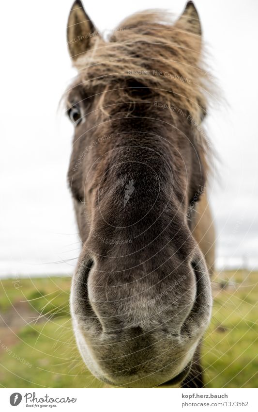 Nose in front Iceland Animal Horse Bangs Iceland Pony Icelander 1 Breathe Kissing Looking Curiosity Cool (slang) Love of animals Interest Nostrils proximity