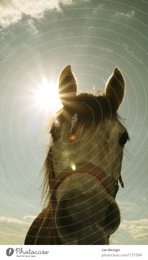 Come to where the flavour is XVIII Horse's bite Foliage plant Tear open Enclosure Western Sunset Glare effect Dazzle Horse sausage Meadow Flower White Green