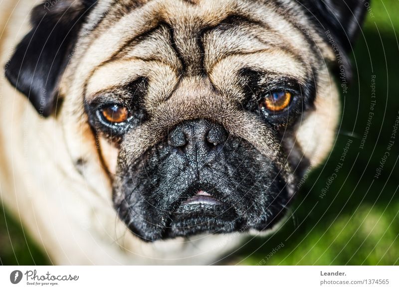 pug Animal Pet Dog 1 Beautiful Pug Looking Colour photo Exterior shot Copy Space left Copy Space right Day Light Contrast Sunlight Blur Shallow depth of field