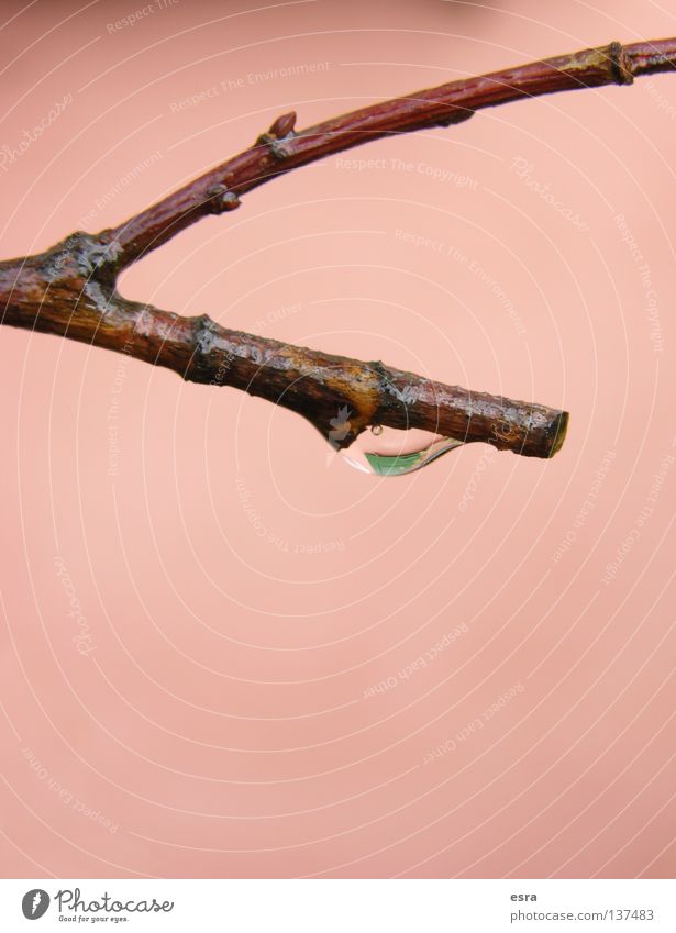 DrOp Tree Drops of water Water Rain Nature Branch Detail Macro (Extreme close-up) Life