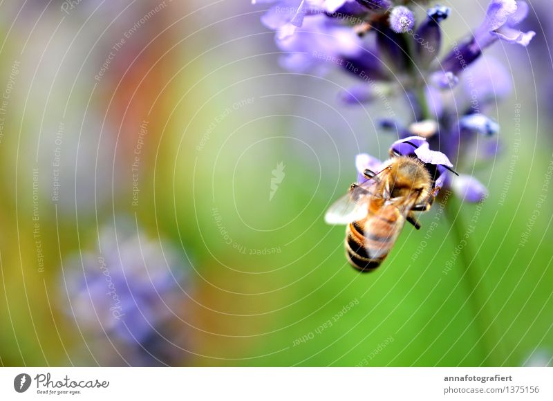 Bee with blossom Nature Garden Field 1 Animal Crawl Green Violet Blossom Honey Honey bee Colour photo Close-up Copy Space left Copy Space bottom Day
