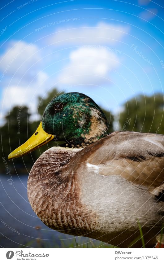 duck Environment Nature Animal Water Sky Climate Weather Beautiful weather Grass Garden Park Meadow Coast Lakeside Wild animal Duck Drake 1 Glittering Sit
