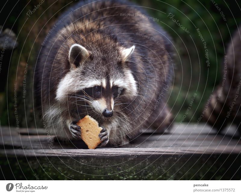 schnurps Nature Animal Wild animal 1 Wood Eating To enjoy Friendliness Happiness Funny Near Cute Serene Raccoon zwieback Baked goods Paw Comical To feed Terrace