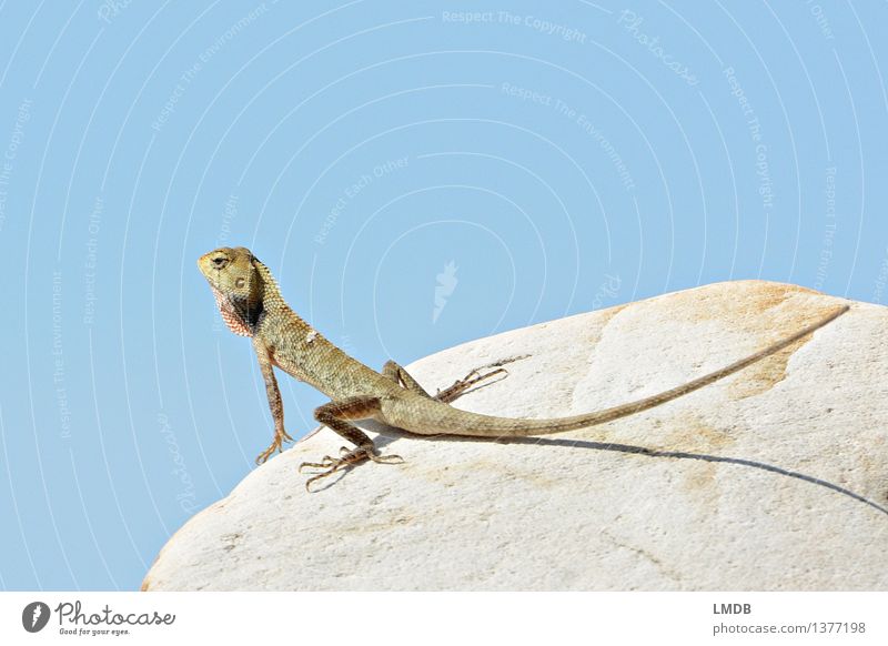 Look at that! V Nature Animal Wild animal 1 Blue Sky Lizards Saurians Sunbathing Scales Looking Observe Break Colour photo Exterior shot Detail Copy Space left