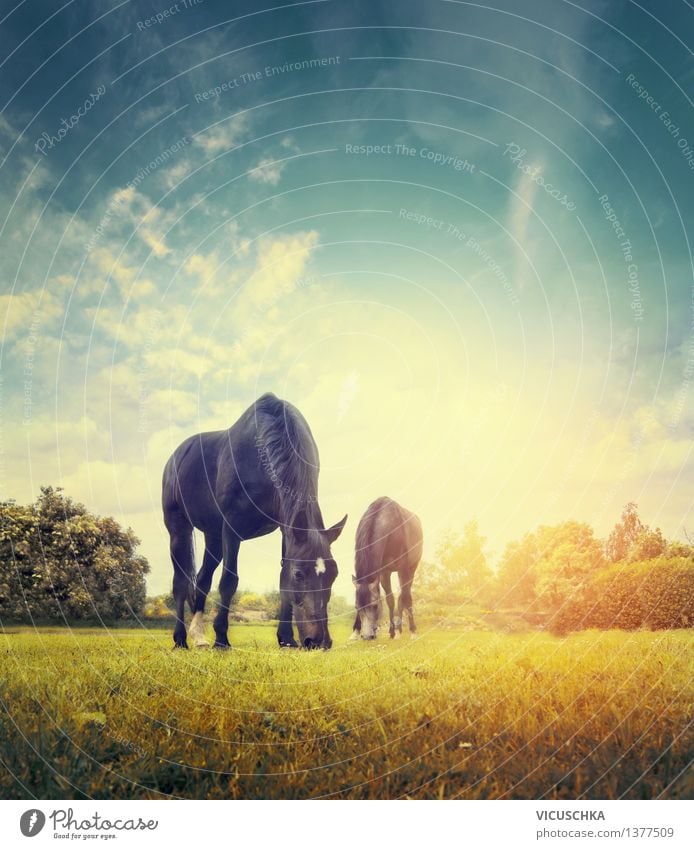 Horses graze on autumn meadow Lifestyle Summer Nature Sky Sunrise Sunset Autumn Meadow Animal 2 Group of animals Yellow Design Background picture Pasture