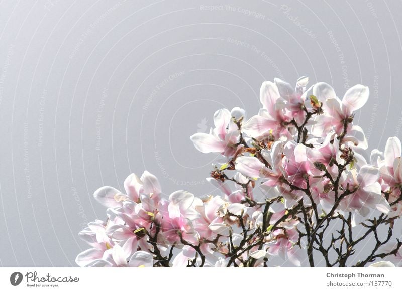 Magnolias made of steel Magnolia plants Blossom Plant Botany Magnolia tree Tree Branched Pink White Gray Growth Maturing time Flourish Spring Beautiful Twig