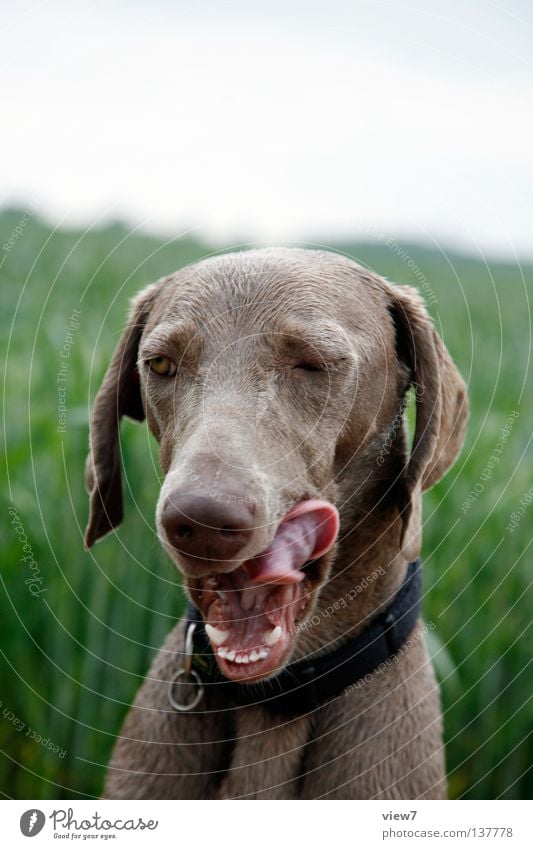 snap one's tongue Dog Weimaraner Appetite Beg Snout Nose To feed Pet Hound Mammal Looking Muzzle flews Colour Watchdog Animal face Animal portrait Dog's snout