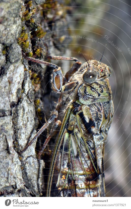 singing cicada Animal Wild animal Animal face Wing cigallee singzicade 1 Hang Crouch Sit Threat Hideous Gray Green Black round-crowned zikads cicadidaetier
