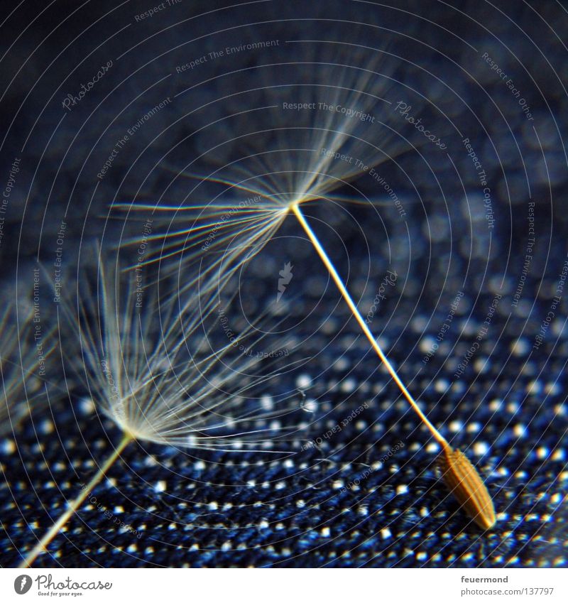 Landed Dandelion Plant Growth Delicate Seed In pairs Pappus Macro (Extreme close-up) 2