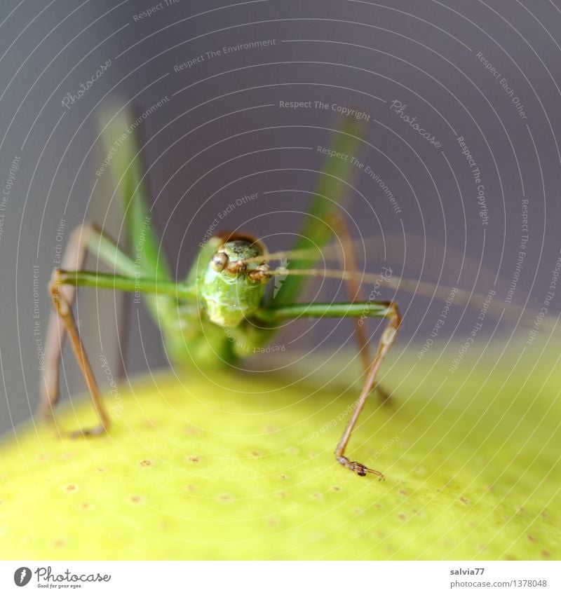 Cheeky Hopper Environment Nature Animal Animal face Insect Locust Long-horned grasshopper Feeler 1 Observe Sit Exotic Brash Yellow Gray Green Curiosity Disgust