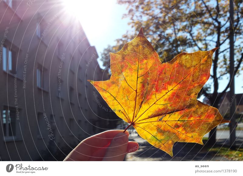 there is HOPE Life Hand Environment Nature Landscape Plant Sun Sunlight Autumn Climate Leaf Maple leaf Town House (Residential Structure) Street Facade