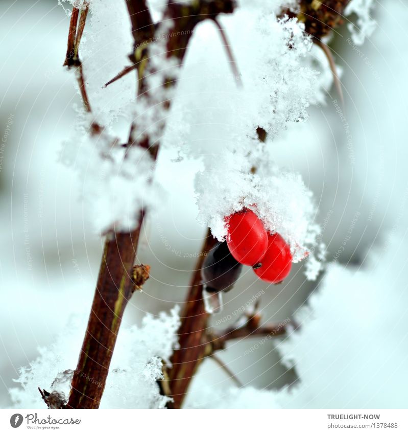 Snow white and rose red... Environment Nature Plant Water Drops of water Winter Climate Weather Ice Frost Snowfall Bushes Foliage plant Barberry Garden Park