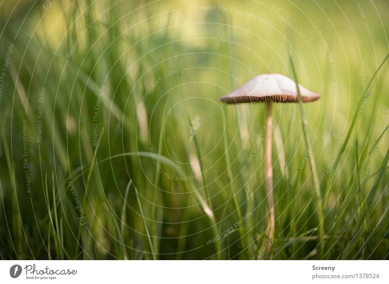 dreamy Nature Plant Autumn Beautiful weather Grass Meadow Growth Small Brown Green Happy Joie de vivre (Vitality) Optimism Patient Calm Life Mushroom