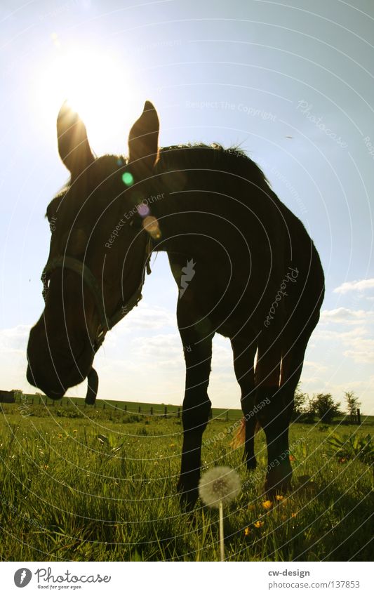 Come to where the flavour is XIX Horse's bite To feed Foliage plant Tear open Enclosure Western Sunset Glare effect Dazzle Horse sausage Meadow Flower White