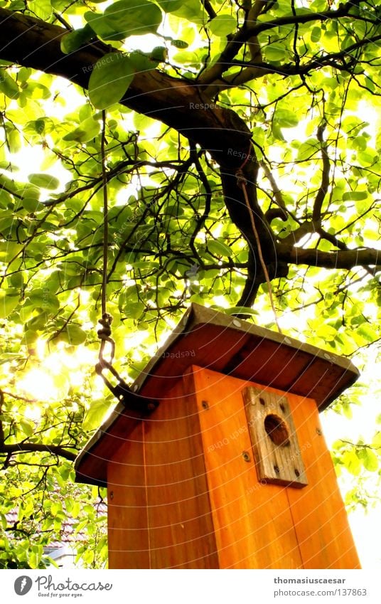 Spring is here! Tree Birdhouse Wood Brown Green Light Physics Fresh Force Orange Bright Warmth Protection Infancy