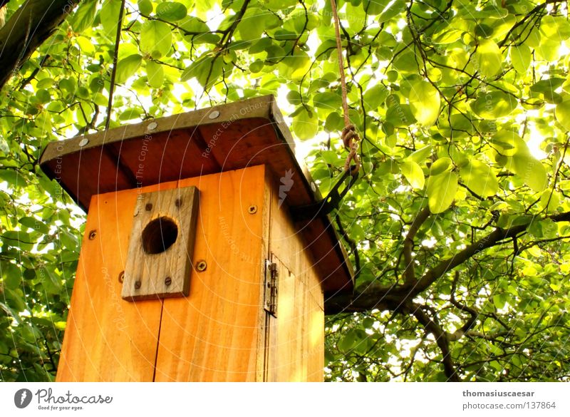 Waiting for boy. Tree Birdhouse Wood Brown Green Physics Fresh Force Spring Orange Bright Warmth Protection Infancy