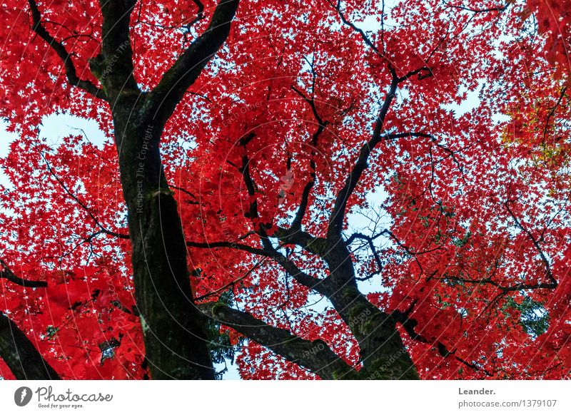Red leaves in autumn Environment Nature Landscape Autumn Beautiful weather Plant Tree Garden Park Forest Colour Happy Hope Idea Identity Innovative Inspiration