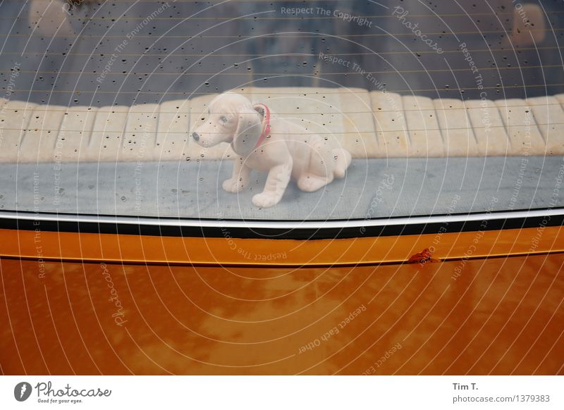 wobbly dachshund Animal Dog 1 Toys Doll Cuddly toy Kitsch Dachshund Wobble Car Rack Rain Car Window Colour photo Exterior shot Deserted Copy Space top