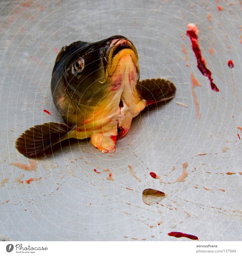 fishhead Fish head fasting meal Blood Battle Nutrition