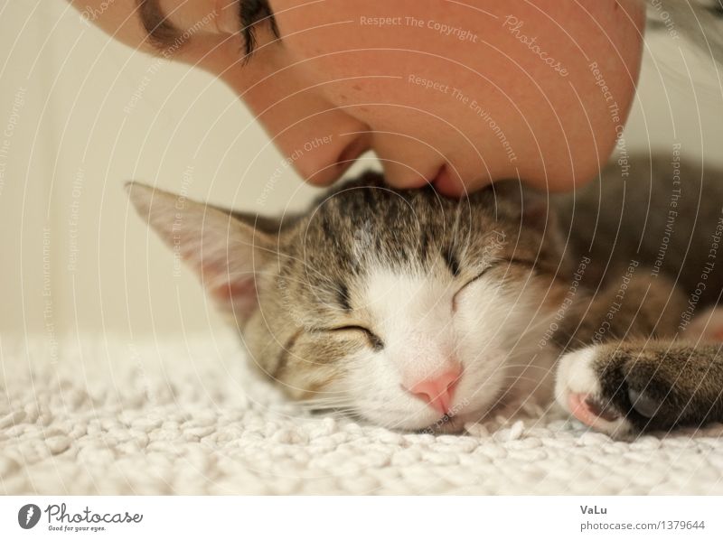 A big kiss for a small cat Pet Cat Pelt Paw 1 Animal Baby animal Kissing Happy Contentment Trust Warm-heartedness Love of animals Colour photo Interior shot