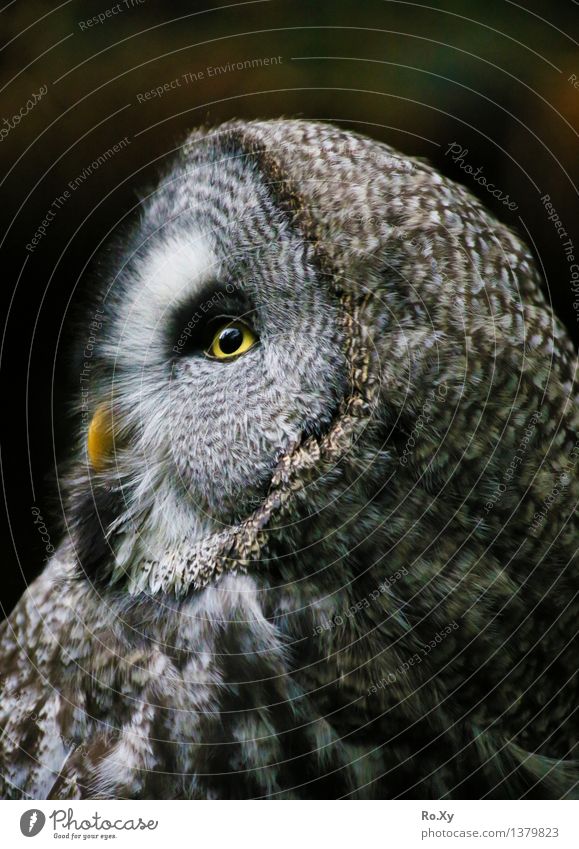 Eagle owl - profile of an owl Animal Owl birds 1 Free Calm Feather profile picture Eyes Beak Colour photo Exterior shot Deserted Day Half-profile