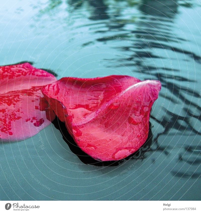Leaves of a rose with raindrops lie in a puddle Wet Flower Blossom Blossom leave Rose Rose leaves Rain Red White To fall Puddle Reflection Circle Transience